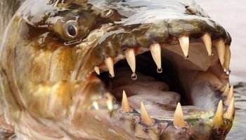 非洲虎鱼图片及简介 河中巨怪节目捕获非洲虎鱼