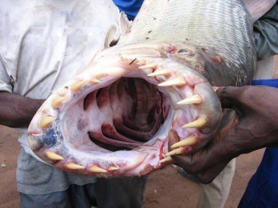 刚果河虎鱼图片