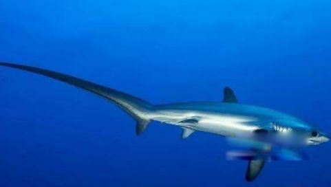 世界上最大的鱼排名前六 第1名鲸鲨体长12.65米