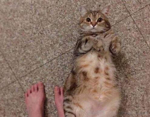 四个猫认主的行为表现 猫的什么行为算是认主人