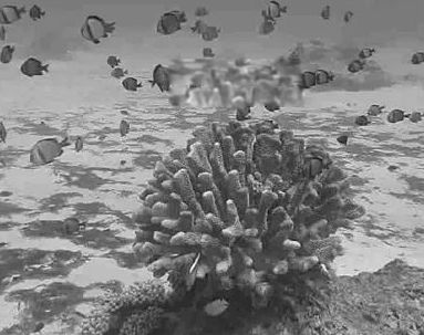 世界上最深的海沟马里亚纳海沟位于哪个洋 有多深多少米