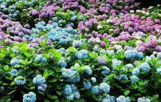 绣球花为什么又叫死人花 这种招鬼花为什么不吉利