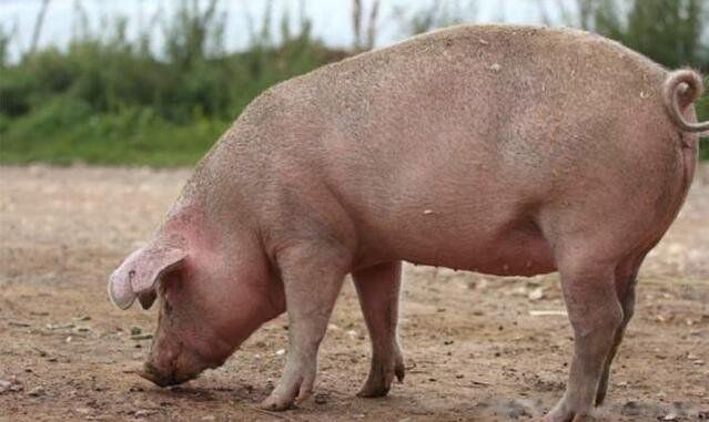 猪的寿命一般多长 猪最长寿命能达到多少年