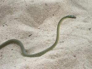 玻璃蛇的样子图片 这种蛇有毒吗是不是已经灭绝了