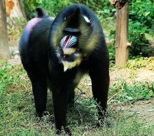世界上最大的猴子山魈 最凶猛的彩面山魈简介图片