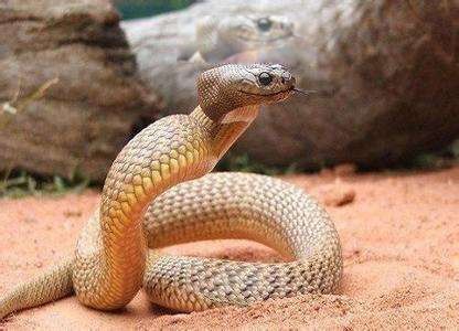 太攀蛇是不是世界上最毒的蛇 内陆太攀蛇毒性有多强