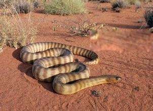 太攀蛇是不是世界上最毒的蛇 内陆太攀蛇毒性有多强
