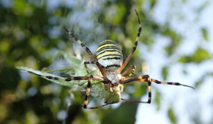 ֩������滹�Ǻ����� Ϊʲô֩�벻������