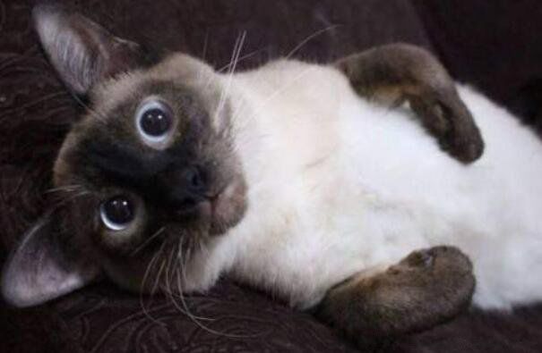 è�й�������è�۸����Ǯһֻ �ò�������Щ�ŵ�