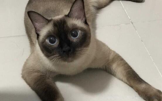 è�й�������è�۸����Ǯһֻ �ò�������Щ�ŵ�