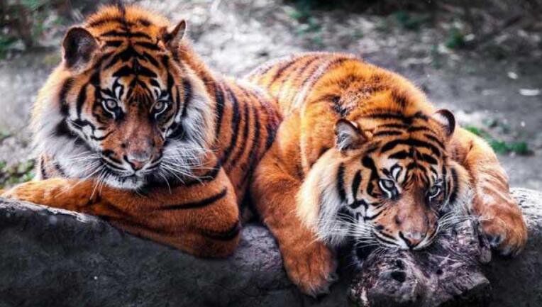 �μ��ϻ���ʲô��˼��ʲôԤ�� �������Ǻõ�Ԣ��