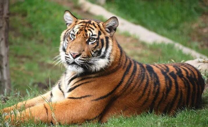 �μ��ϻ���ʲô��˼��ʲôԤ�� �������Ǻõ�Ԣ��