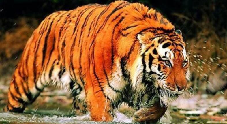 �μ��ϻ���ʲô��˼��ʲôԤ�� �������Ǻõ�Ԣ��