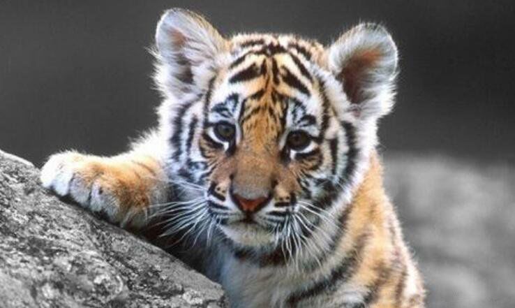 �μ��ϻ���ʲô��˼��ʲôԤ�� �������Ǻõ�Ԣ��