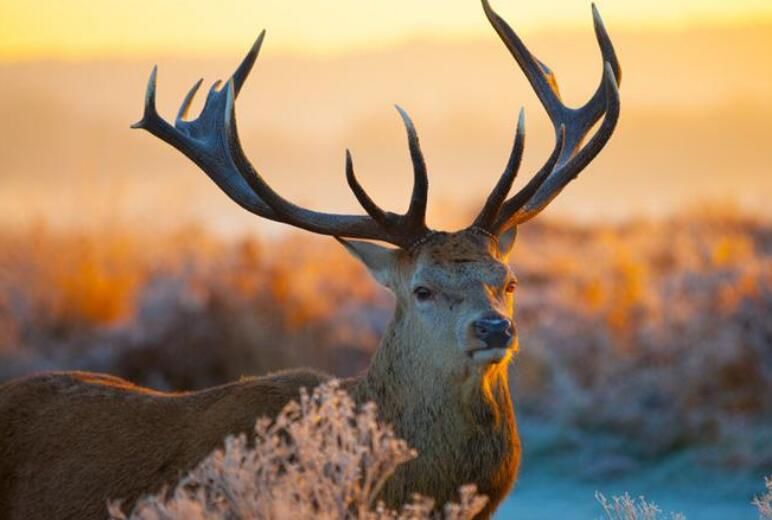 �����Ĳ�����ʲô���� �����ֶ������ƺ�����