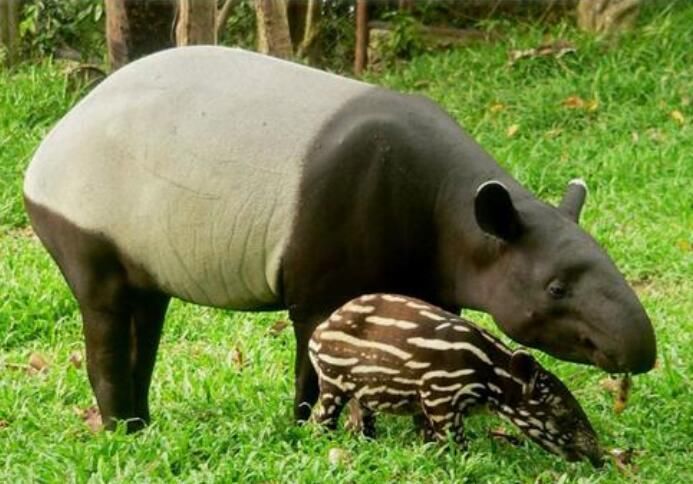 �����Ĳ�����ʲô���� �����ֶ������ƺ�����