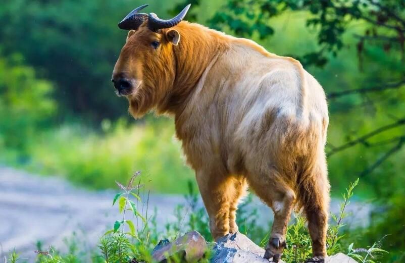 �����Ĳ�����ʲô���� �����ֶ������ƺ�����