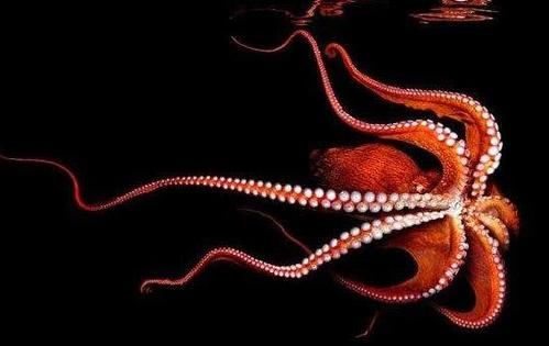 北太平洋巨型章鱼有多大 世界上最大章鱼的照片