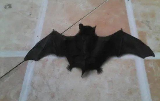 蝙蝠飞进家里预示什么 把它打死了有没有事