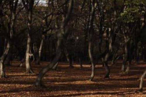 世界上最恐怖的森林排名前十 日本的青木原树海排第一