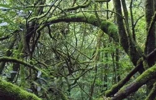 世界上最恐怖的森林排名前十 日本的青木原树海排第一