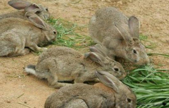 ��ֳҵʲô��׬Ǯũ�� ʮ����ֳҵ��Ŀ����