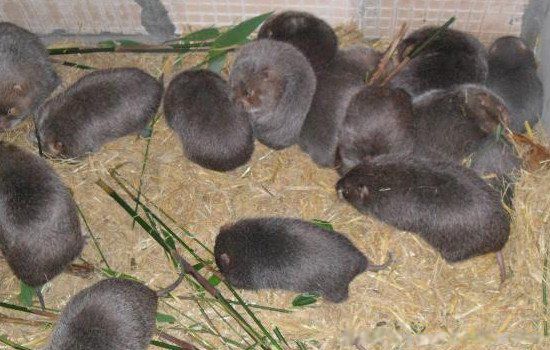 ��ֳҵʲô��׬Ǯũ�� ʮ����ֳҵ��Ŀ����