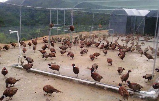 ��ֳҵʲô��׬Ǯũ�� ʮ����ֳҵ��Ŀ����