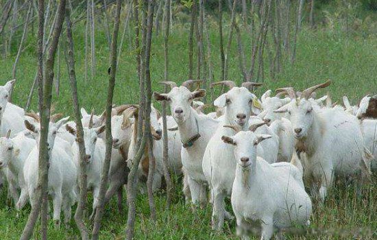 ��ֳҵʲô��׬Ǯũ�� ʮ����ֳҵ��Ŀ����