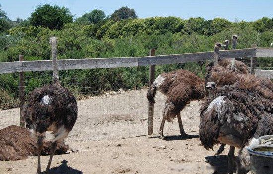 ��ֳҵʲô��׬Ǯũ�� ʮ����ֳҵ��Ŀ����