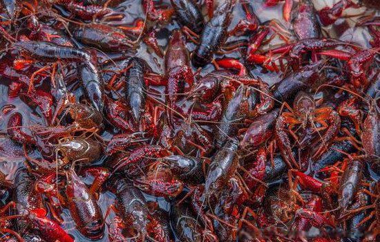 ��ֳҵʲô��׬Ǯũ�� ʮ����ֳҵ��Ŀ����