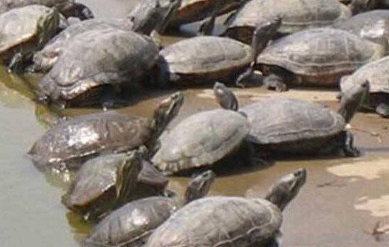 ��ֳҵʲô��׬Ǯũ�� ʮ����ֳҵ��Ŀ����