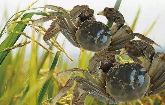 ��ֳҵʲô��׬Ǯũ�� ʮ����ֳҵ��Ŀ����