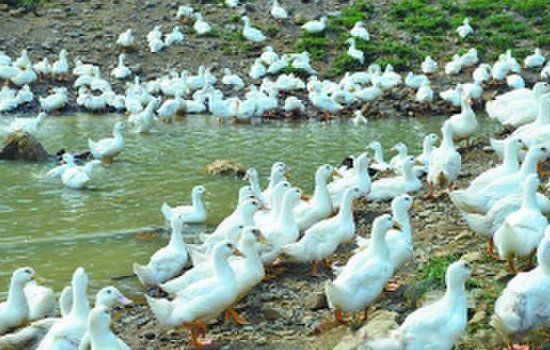 ��ֳҵʲô��׬Ǯũ�� ʮ����ֳҵ��Ŀ����