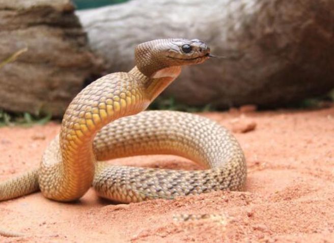 全球最毒的十大毒蛇排行榜排名第一的是什么蛇
