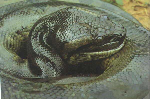 远古巨蛇可怕图片