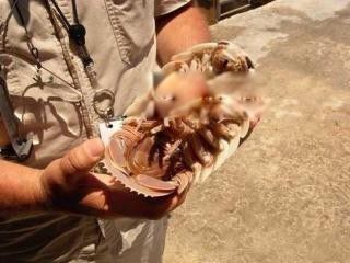 巨型木虱介绍 世界上最大的巨型木虱长什么样子怎么吃