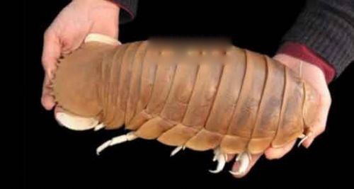 巨型木虱介绍世界上最大的巨型木虱长什么样子怎么吃