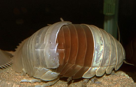 巨型木虱介绍世界上最大的巨型木虱长什么样子怎么吃