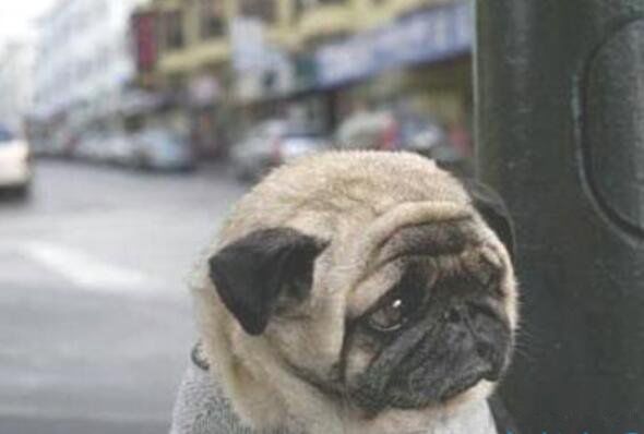 世界上最悲伤的狗图片 忧伤的狗狗是
