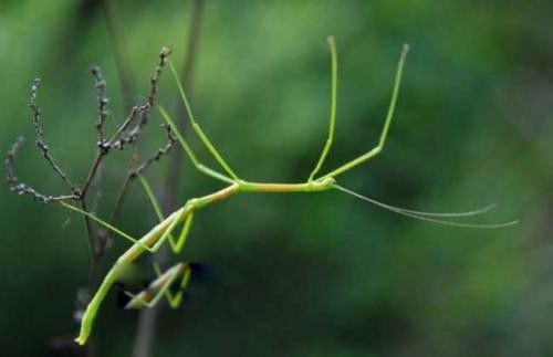 丛林女神竹节虫简介图片 外形样子是益虫还是害虫