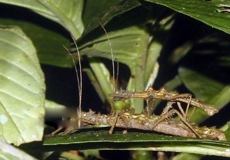丛林女神竹节虫简介图片 外形样子是益虫还是害虫