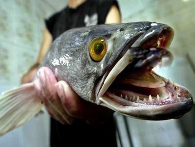蛇头鱼在中国叫什么鱼 蛇头鱼和黑鱼的区别是什么