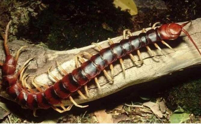 世界上最大的蜈蚣是什么蜈蚣 第二的秘鲁巨人蜈蚣不用害怕
