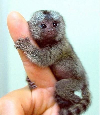 最小的猴子拇指猴图片 拇指猴可以饲养当宠物吗