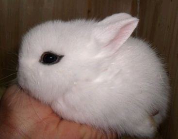 侏儒兔能长多大 哥伦比亚盆地侏儒兔寿命是多少年