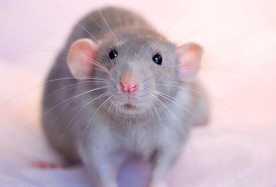 96年属什么的生肖请问1996年属鼠的是什么命