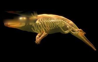 游走鲸长什么样子图片 进化过程中迁徙的原因是什么