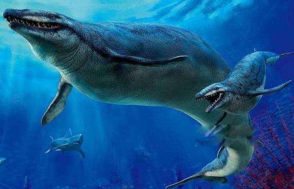 游走鲸长什么样子图片 进化过程中迁徙的原因是什么