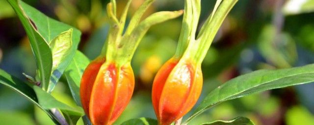 ���ӵĹ�Ч������ �����������Լ�����֢״